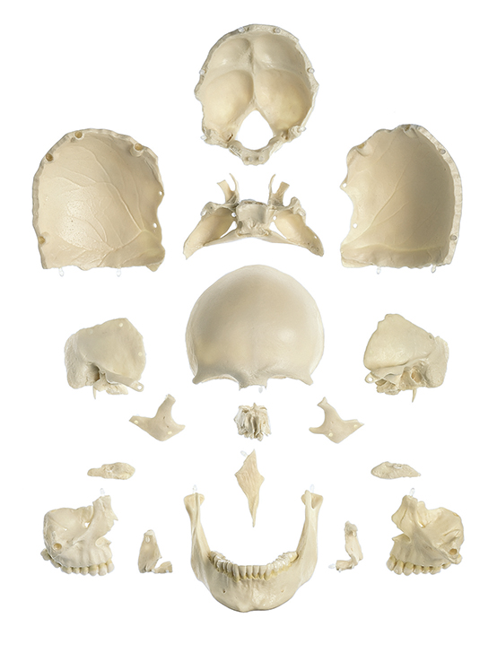 18-Pieces Model of the Skull