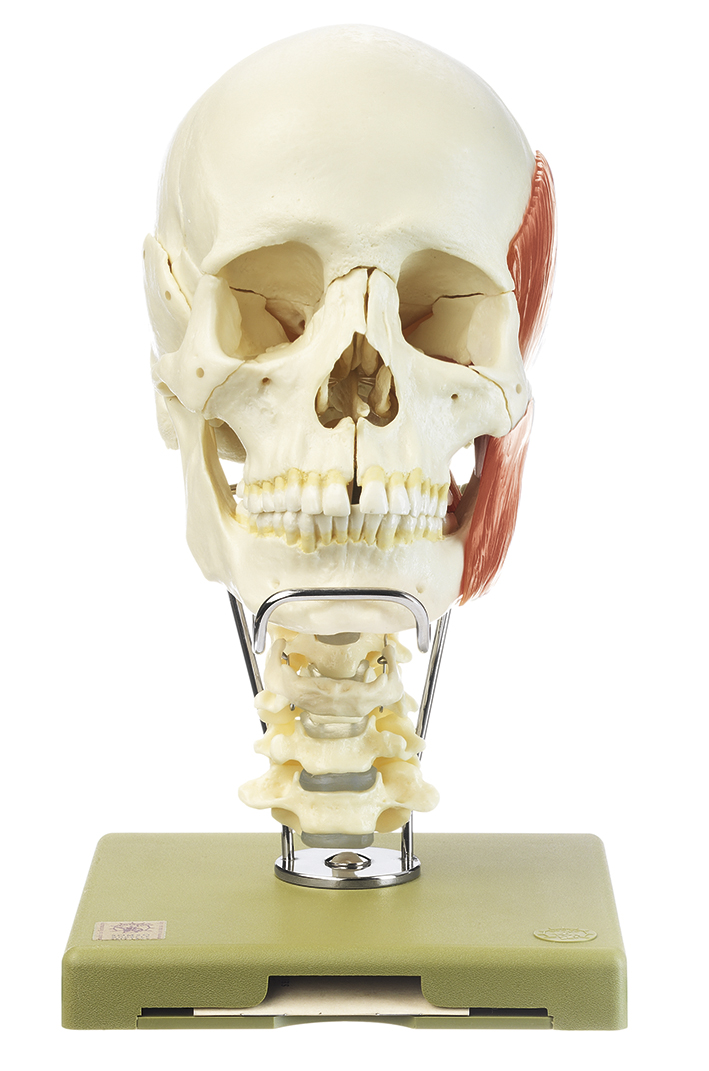 18teiliges Schädelmodell mit Halswirbelsäule, Zungenbein und Kaumuskulatur, Bestellnummer QS 8/218C+M
