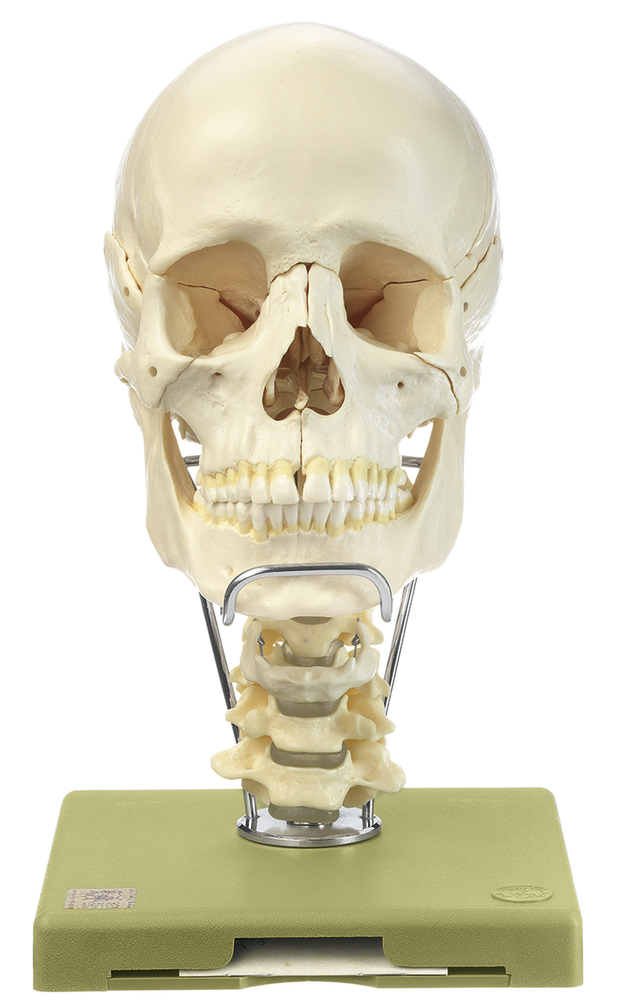 18teiliges Schädel-modell mit Halswirbelsäule und Zungenbein, Bestellnummer QS 8/218C