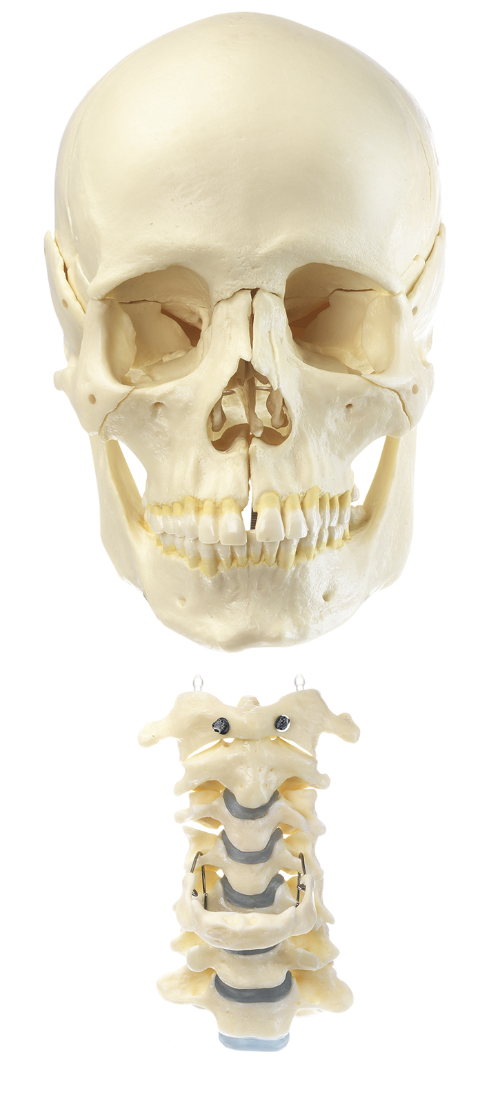 18-Pieces Model of the Skull with Cervical Vertebral Column and Hyoid Bone
