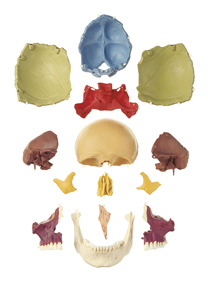 14-Piece Model of the Human Skull