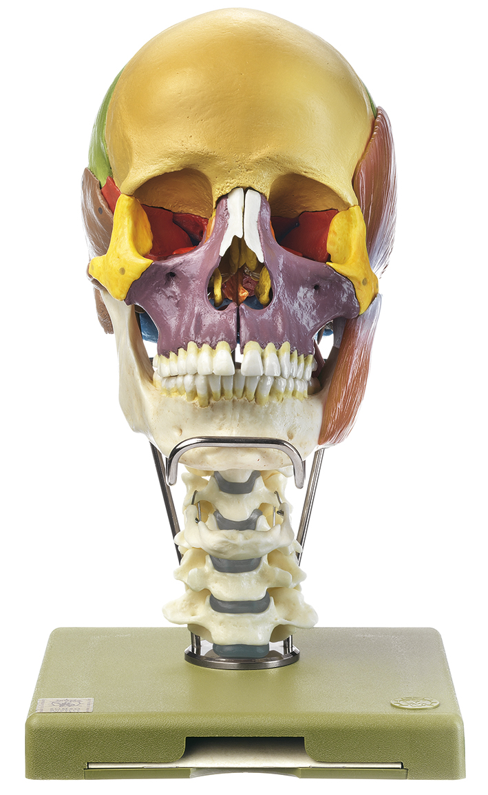 18teiliges Schädelmodell mit Halswirbelsäule, Zungenbein und Kaumuskulatur, Bestellnummer QS 8/318C+M