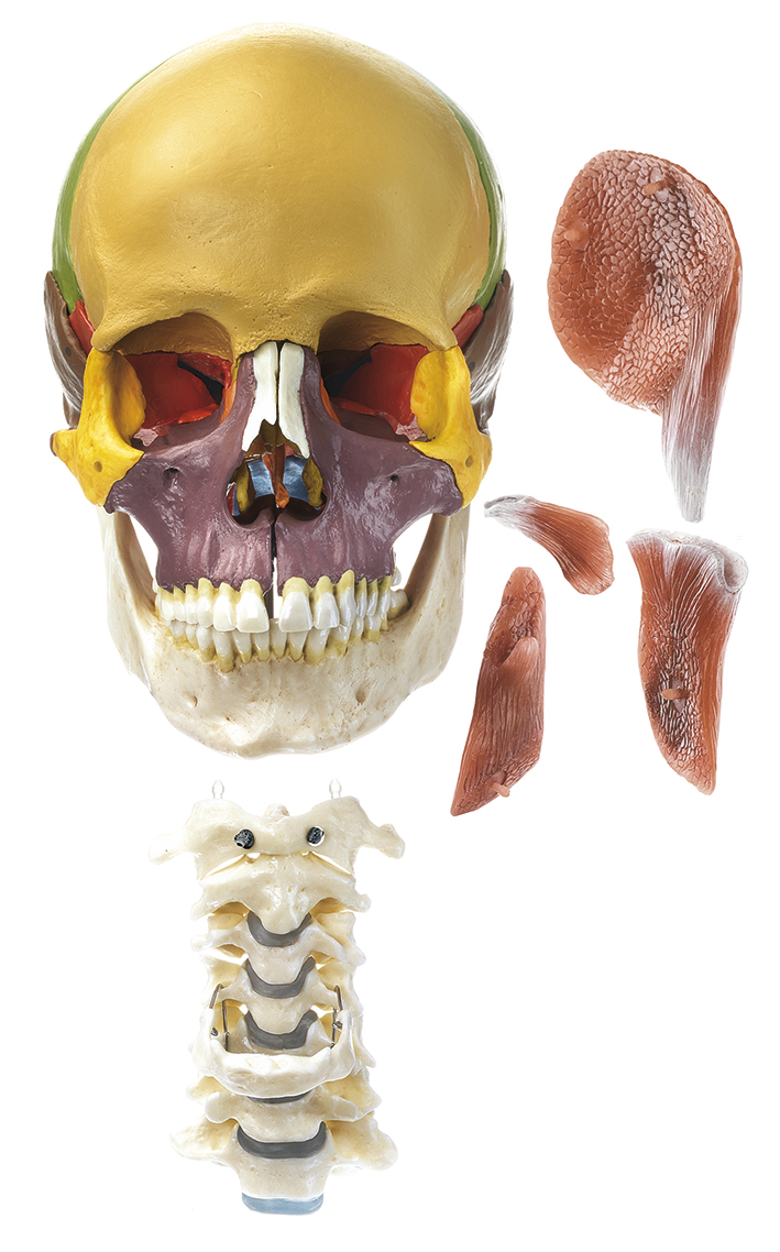 18-Pieces Model of the Skull with Cervical Vertebral Column, Hyoid Bone and Muscles of Mastication