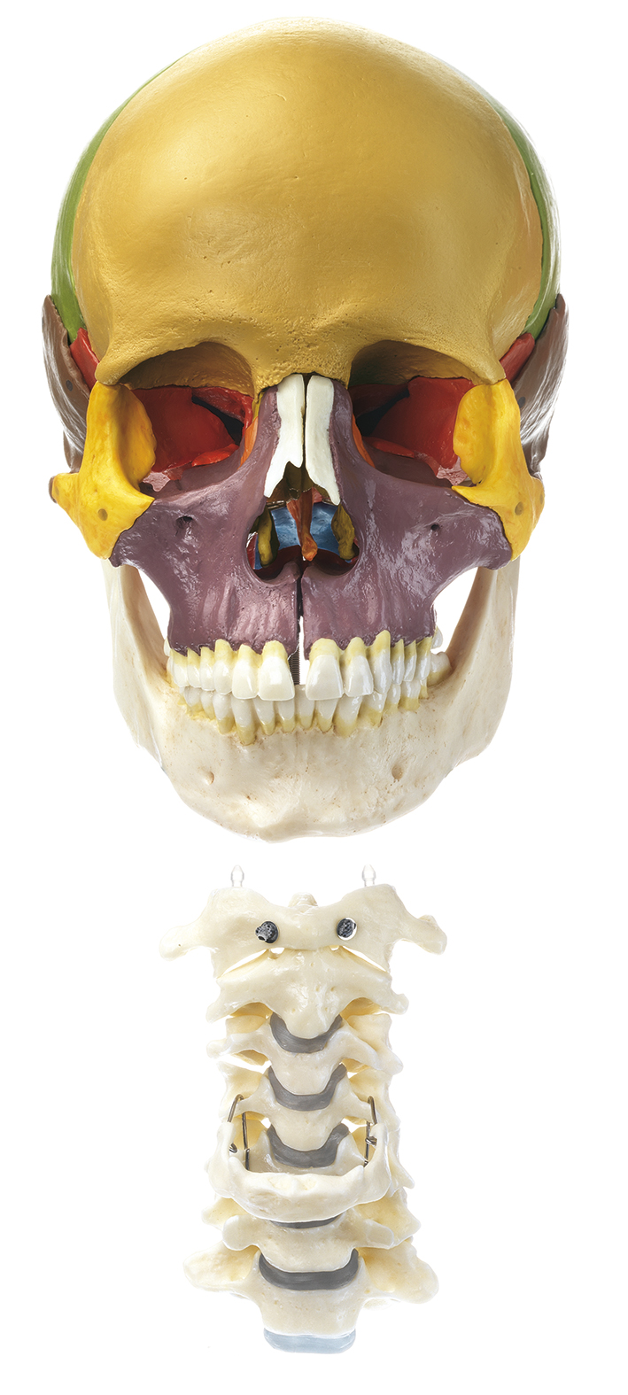 18-Pieces Model of the Skull with CervicaVertebral Column and Hyoid Bone