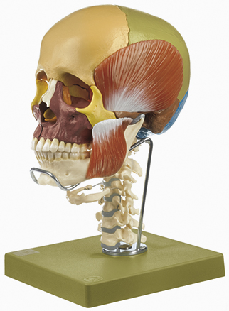 14teiliges Schädelmodell mit Halswirbelsäule, Zungenbein und Kaumuskulatur, Bestellnummer QS 8/3C+M