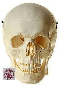 Skelettschädel, Bestellnummer QS 40/70