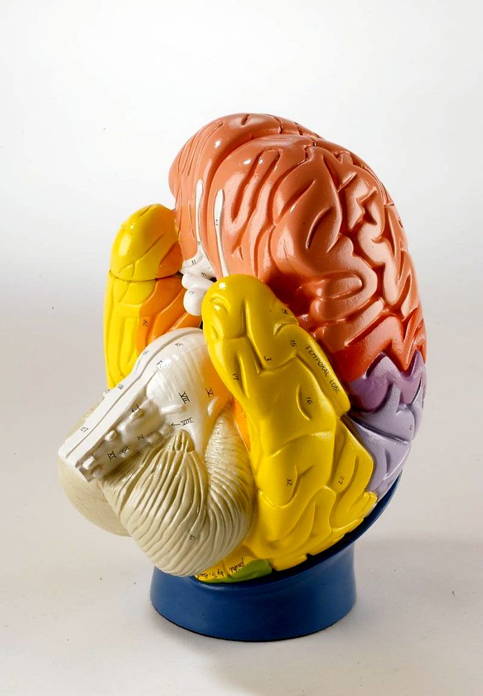Modell der Gehirnregionen, 4-teilig, 2-fache Größe, Bestellnummer R10122