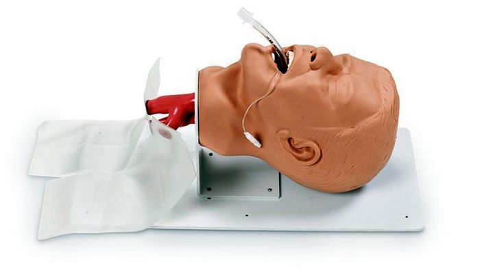 Erwachsenen – Intubationstrainer Economy auf Grundplatte, Bestellnummer R10752