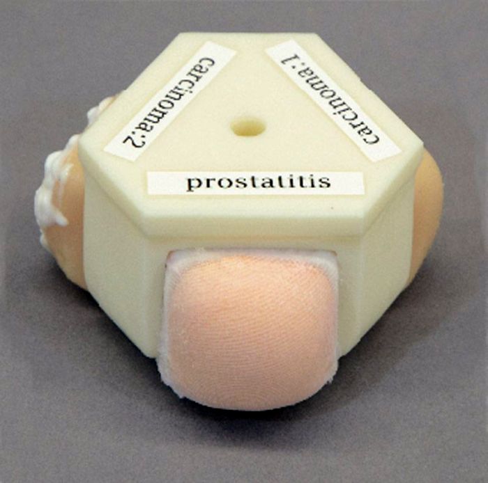 Prostata und rektaler Untersuchungssimulator, Bestellnummer R16016