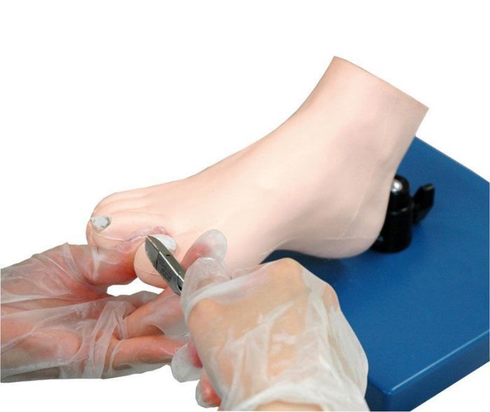 Übungsmodell medizinische Fußpflege, Bestellnummer R16080