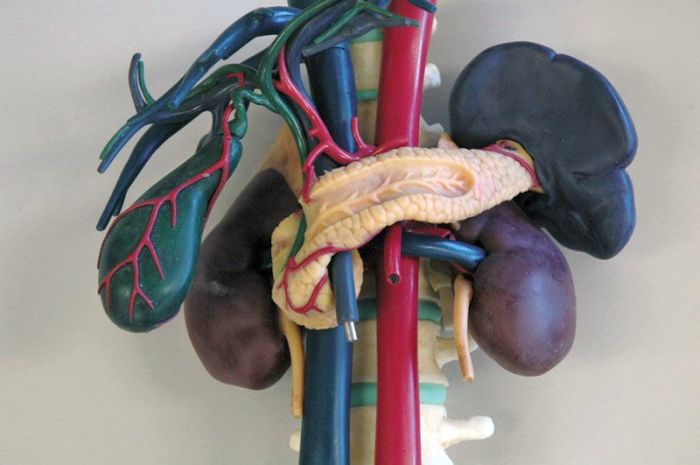 Anatomisches Modell für Ultraschallausbildung, Bestellnummer R16580