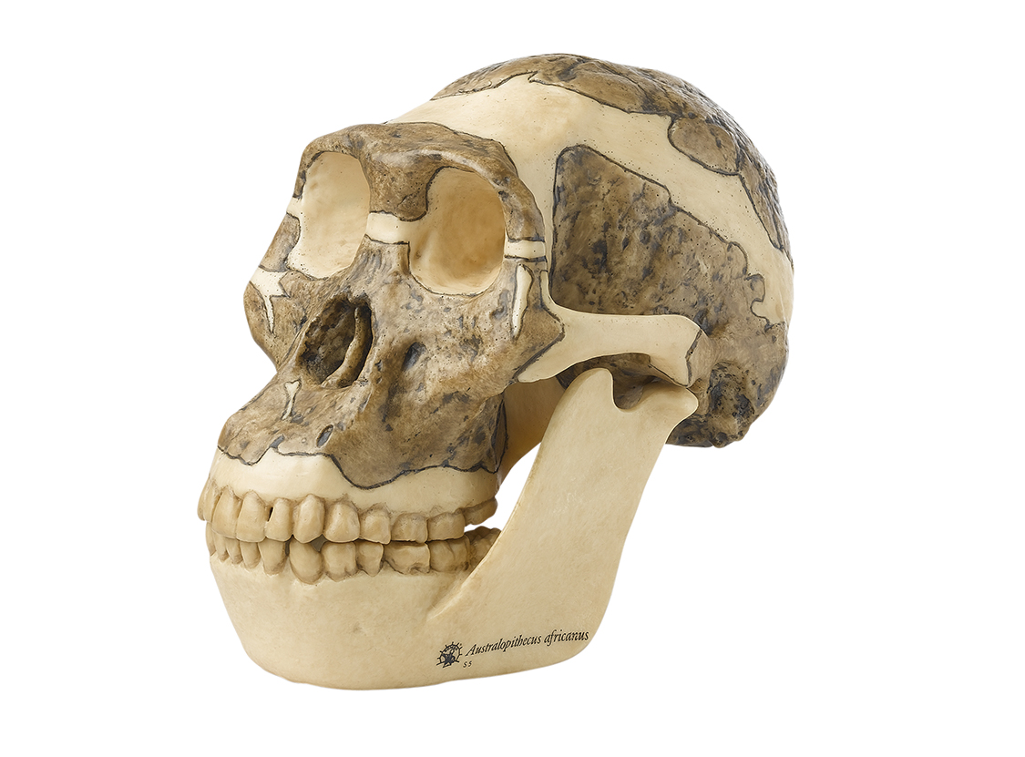 Schädelrekonstruktion von Australopithecus africanus, Bestellnummer S 5