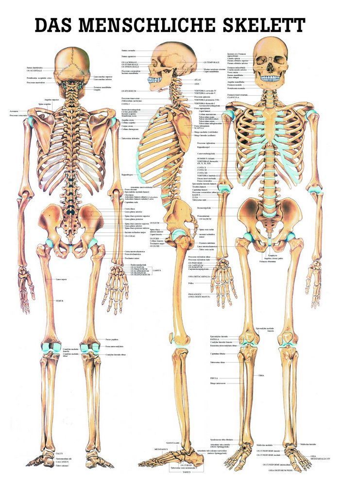 Das menschliche Skelett, 50x70 cm, laminiert, Bestellnummer PO03/L