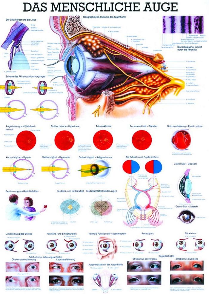 Das menschliche Auge, 70x100 cm, Papier, Bestellnummer TA11