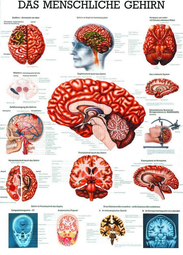 Das menschliche Gehirn, 70x100 cm, laminiert, Bestellnummer TA14/L
