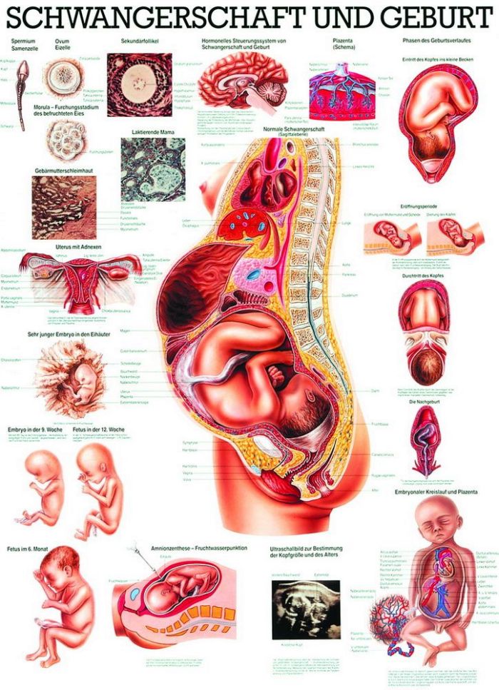 Schwangerschaft und Geburt, 70x100 cm, Papier, Bestellnummer TA18