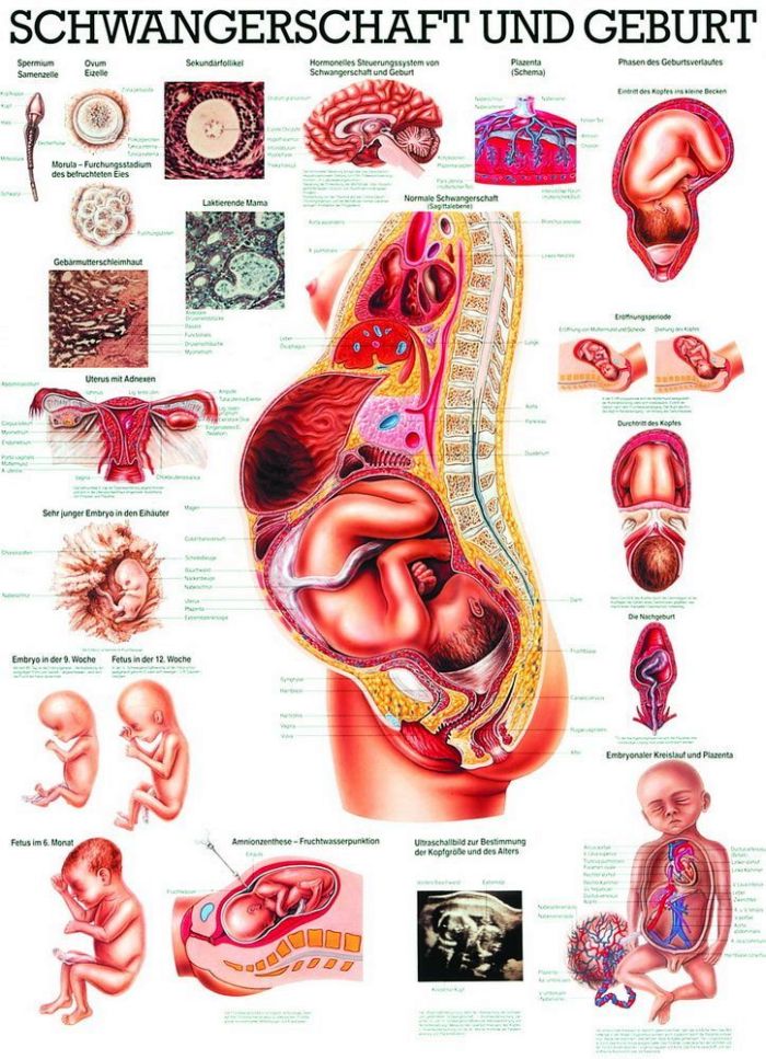 Schwangerschaft und Geburt, 70x100 cm, laminiert, Bestellnummer TA18/L