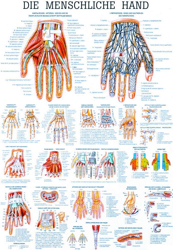Die menschliche Hand, 70x100 cm, Papier, Bestellnummer TA29