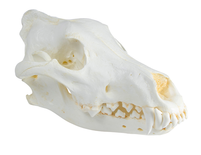 Schädel Wolf (Canis lupus), Alaska Wolf, Bestellnummer VET2025