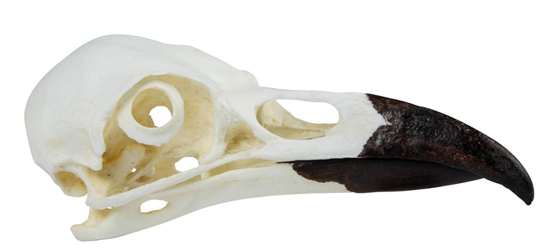 Schädel Kolkrabe (Corvus corax), Bestellnummer VET2055
