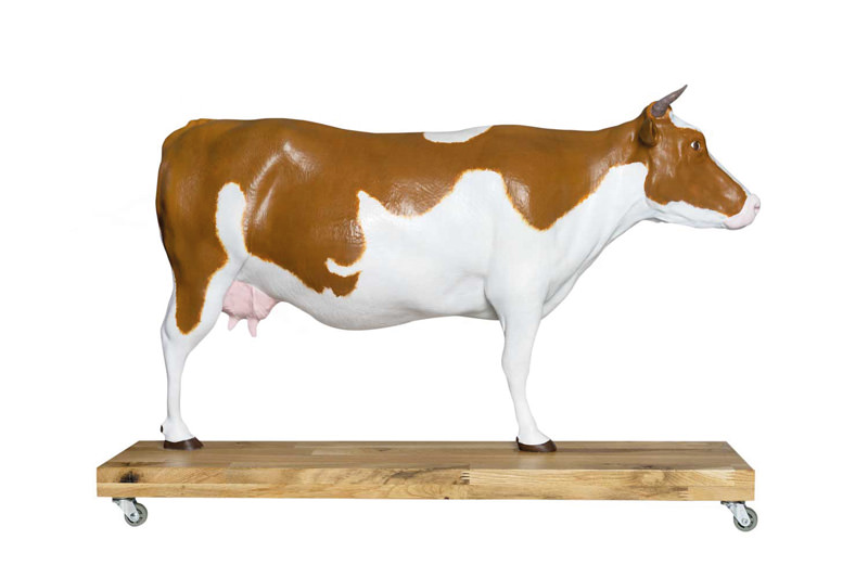 Rindermodell, 15 Teile, 1/3 natürliche Größe, Bestellnummer VET3300
