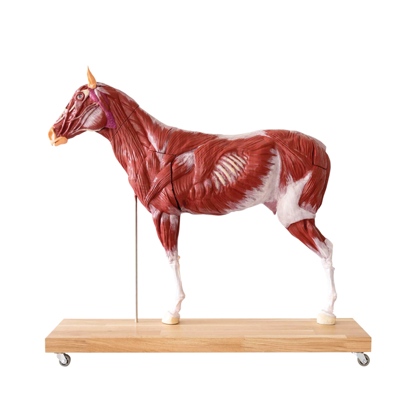 Pferde Modell (Stute), 16-teilig, 1/3 natürliche Größe, Bestellnummer VET3330