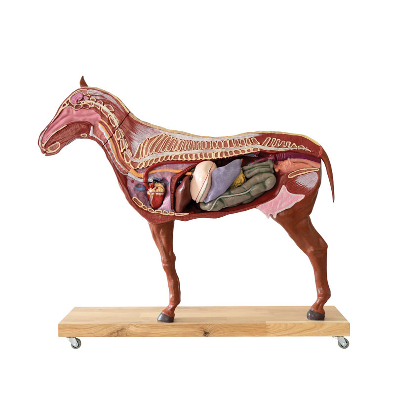Pferde Modell (Stute), 16-teilig, 1/3 natürliche Größe, Bestellnummer VET3330
