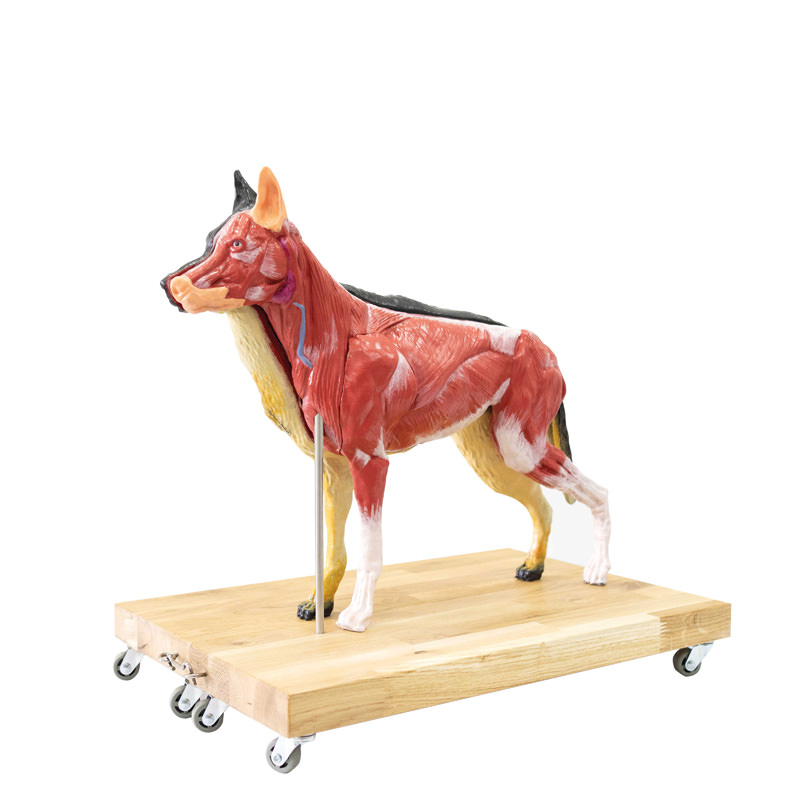 Hunde Modell (Schäferhund), 11-teilig, 2/3 natürliche Größe, Bestellnummer VET3340