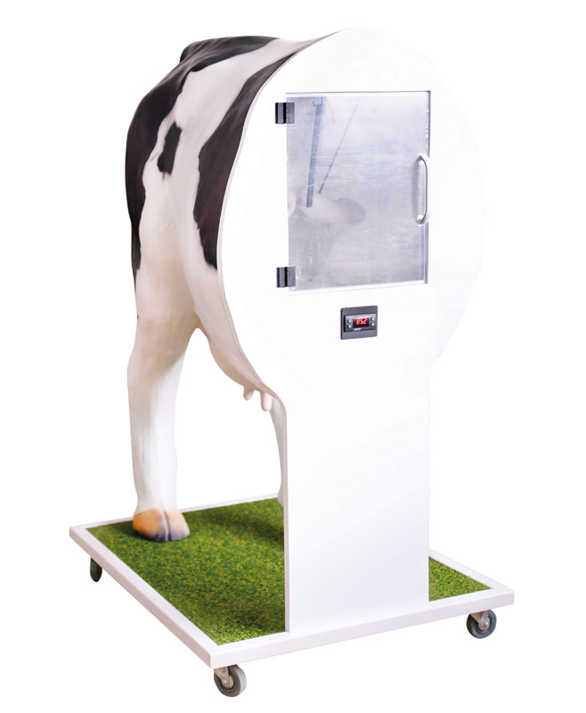 Erweiterter Simulator zur künstlichen Befruchtung (KB) der Kuh, Bestellnummer VET3400