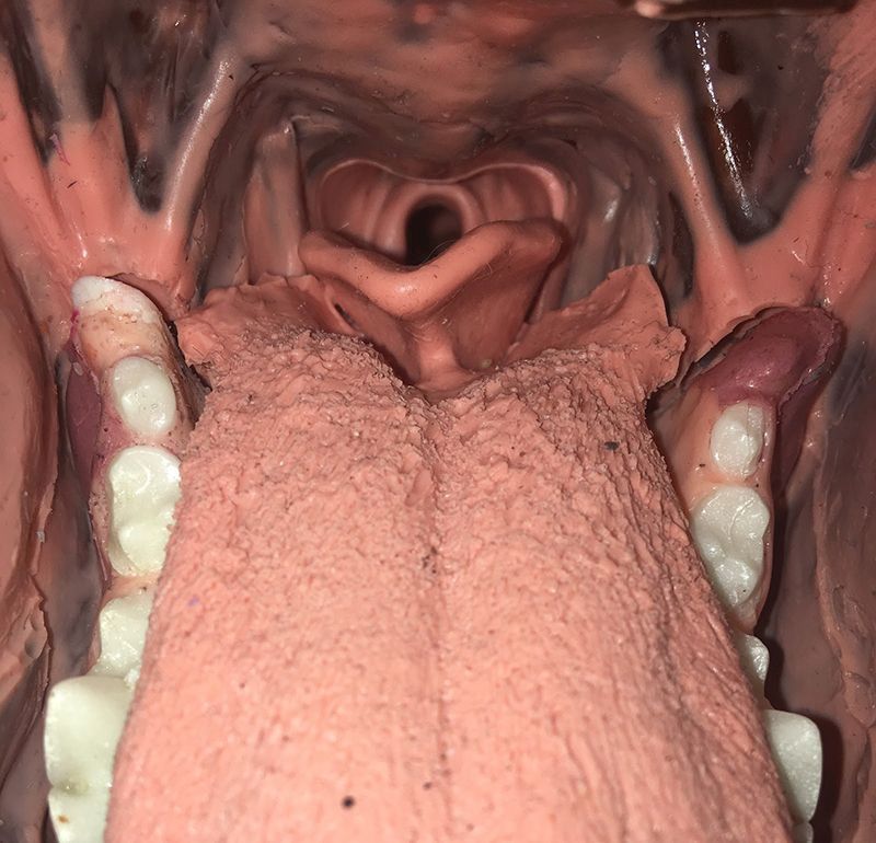 Chirurgisches Zahnmodell Hund, Bestellnummer VET4570