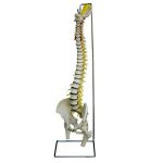 A212, Flexible Human Spine