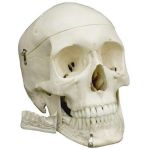 1003625, 4513, A220, Plastic Human Skull