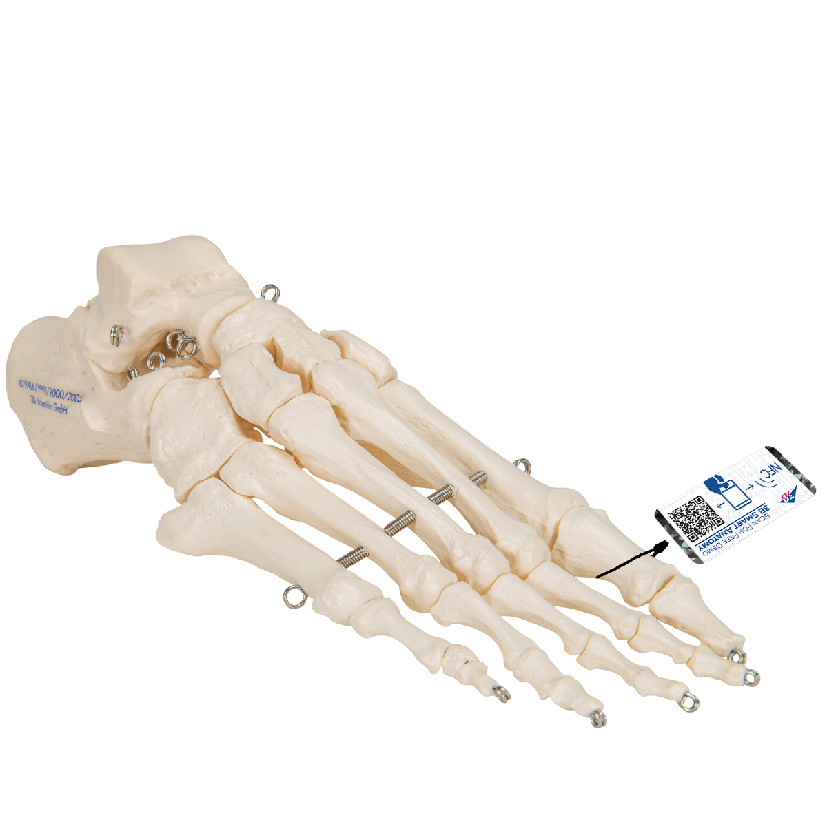 Fußskelett Model, auf Draht gezogen - 3B Smart Anatomy, Bestellnummer 1019355, A30, 3B Scientific