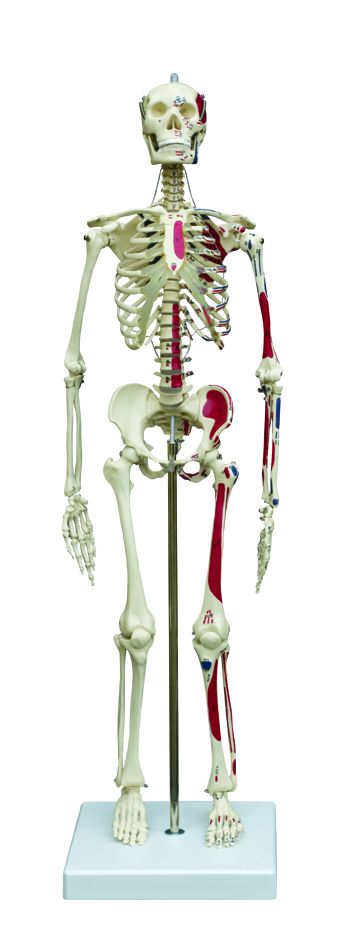 Miniskelett, mit Muskelbemalung, schwer, Bestellnummer MI200.1, Rüdiger-Anatomie