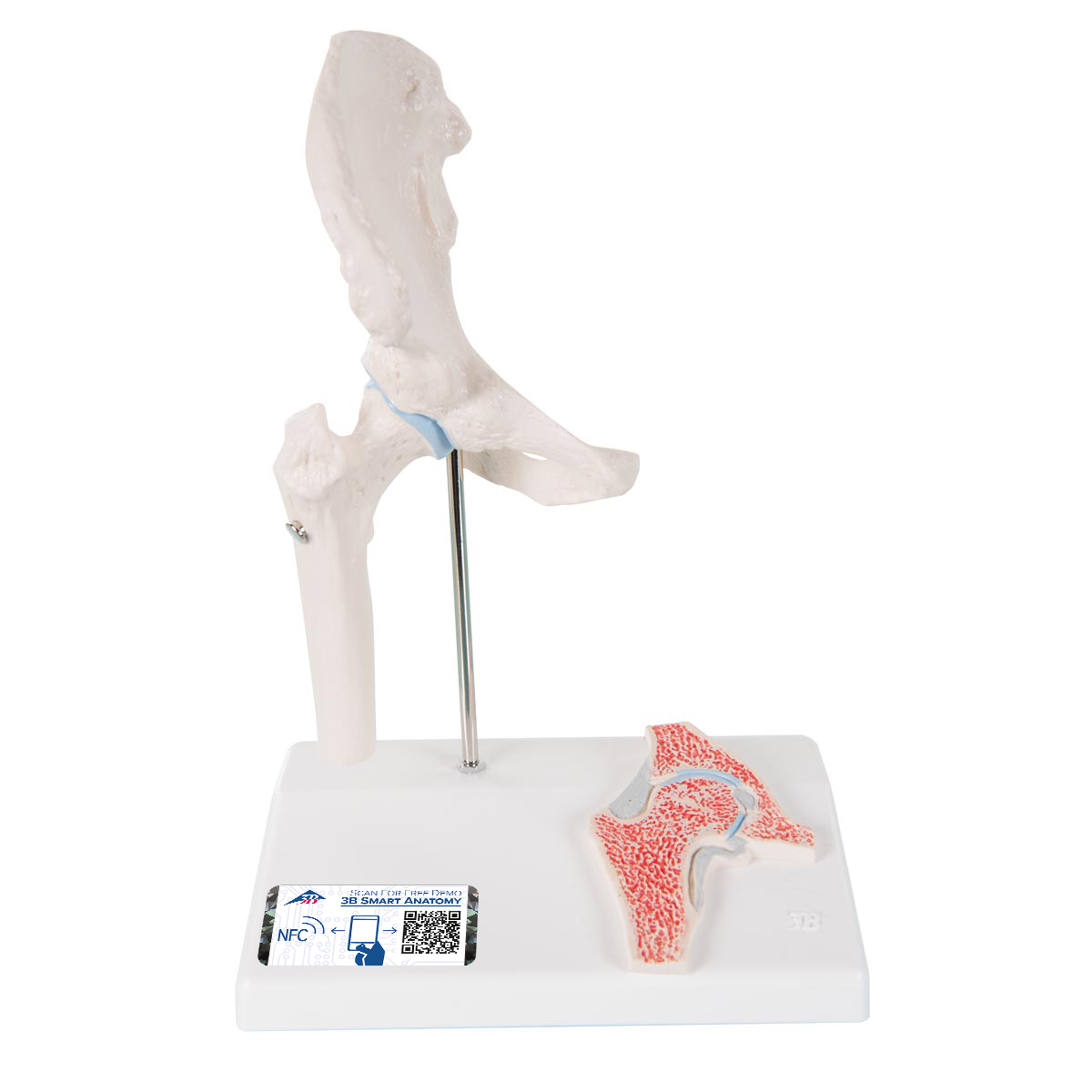 Mini Anatomie Modell Hüftgelenk, mit Querschnitt - 3B Smart Anatomy, Bestellnummer 1000168, A84/1, 3B Scientific