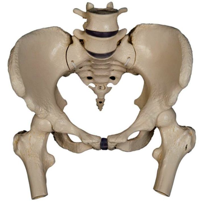 Weibliches Beckenskelett, mit Stümpfen, flexibel, schwer, Bestellnummer A219.3, Rüdiger-Anatomie