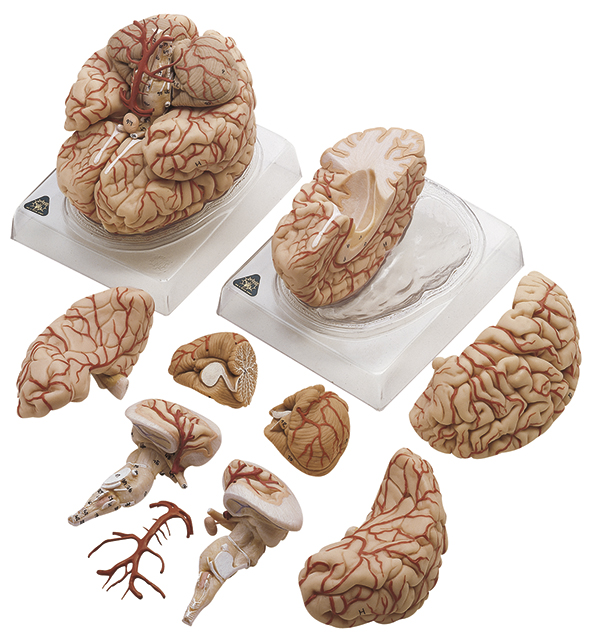 Gehirn mit Arterien, Bestellnummer BS 23, SOMSO-Modelle