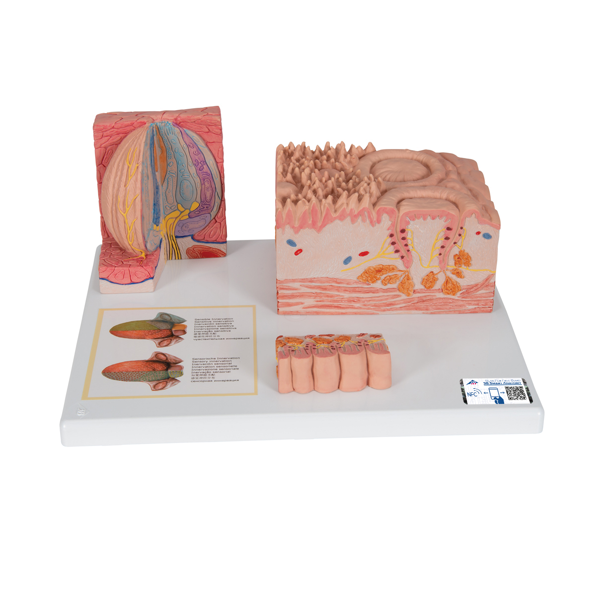 3B MICROanatomie™ Modell Zunge - 3B Smart Anatomy, Bestellnummer 1000247, D17, 3B Scientific