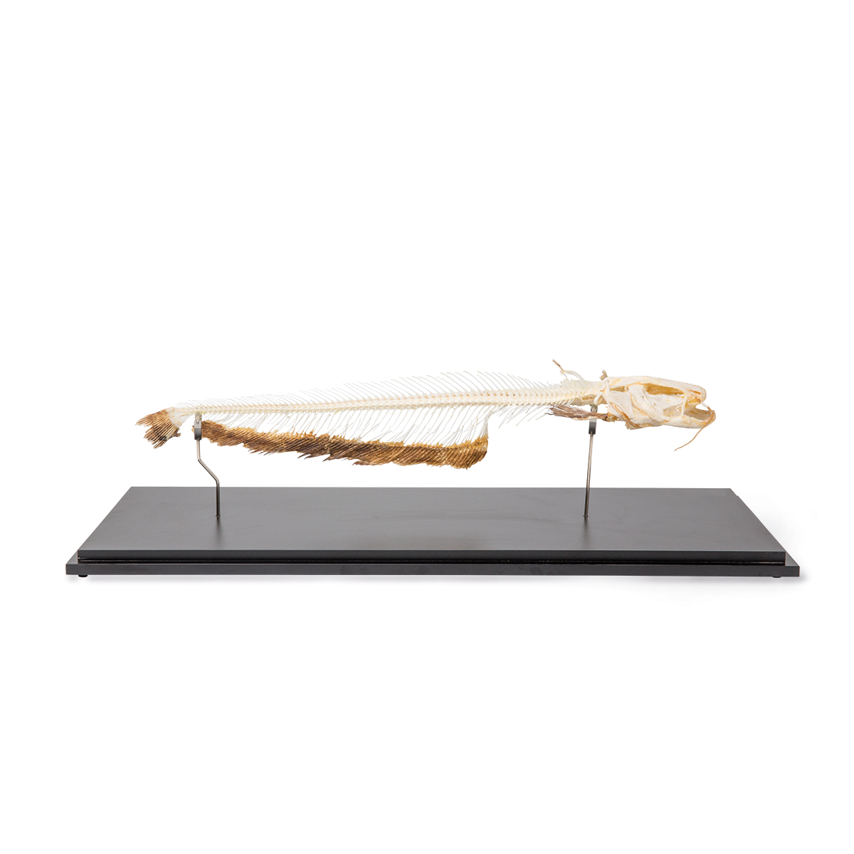 Skelett Europäischer Wels (Silurus glanis), Präparat, Bestellnummer 1020964, T300461, 3B Scientific