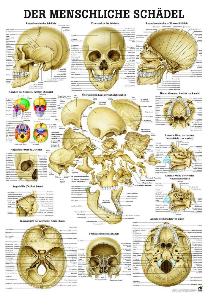 Die Schädelknochen des Menschen, 24x34 cm, laminiert, Bestellnummer MIPOTA58/L, Rüdiger-Anatomie