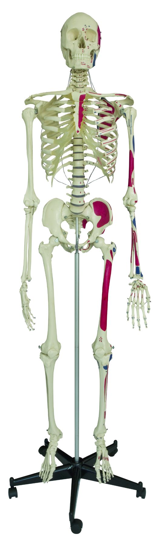 Homo-Skelett, mit Muskeldarstellung, schwer, Bestellnummer A200.1, Rüdiger-Anatomie