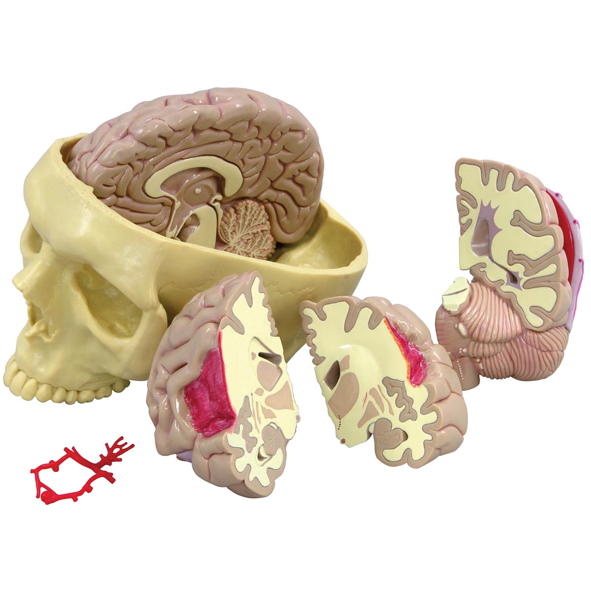 Gehirnmodell, Bestellnummer 1019542, 2900, GPI Anatomicals
