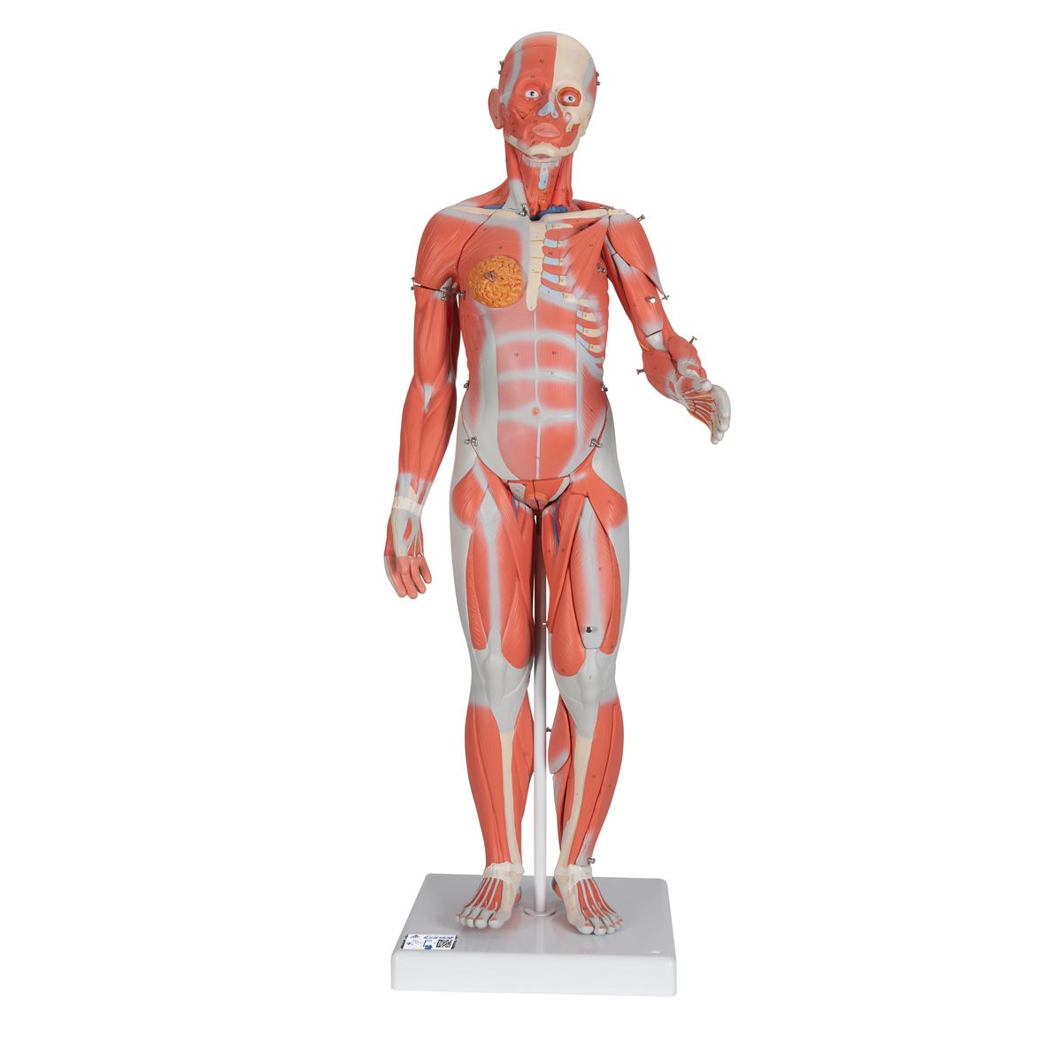 Muskelfigur, zweigeschlechtig mit inneren Organen, 33-teilig, Bestellnummer 1000210, B55, 3B Scientific