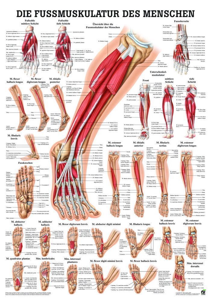 Fußmuskulatur des Menschen, 24x34 cm, laminiert, Bestellnummer MIPOTA57/L, Rüdiger-Anatomie