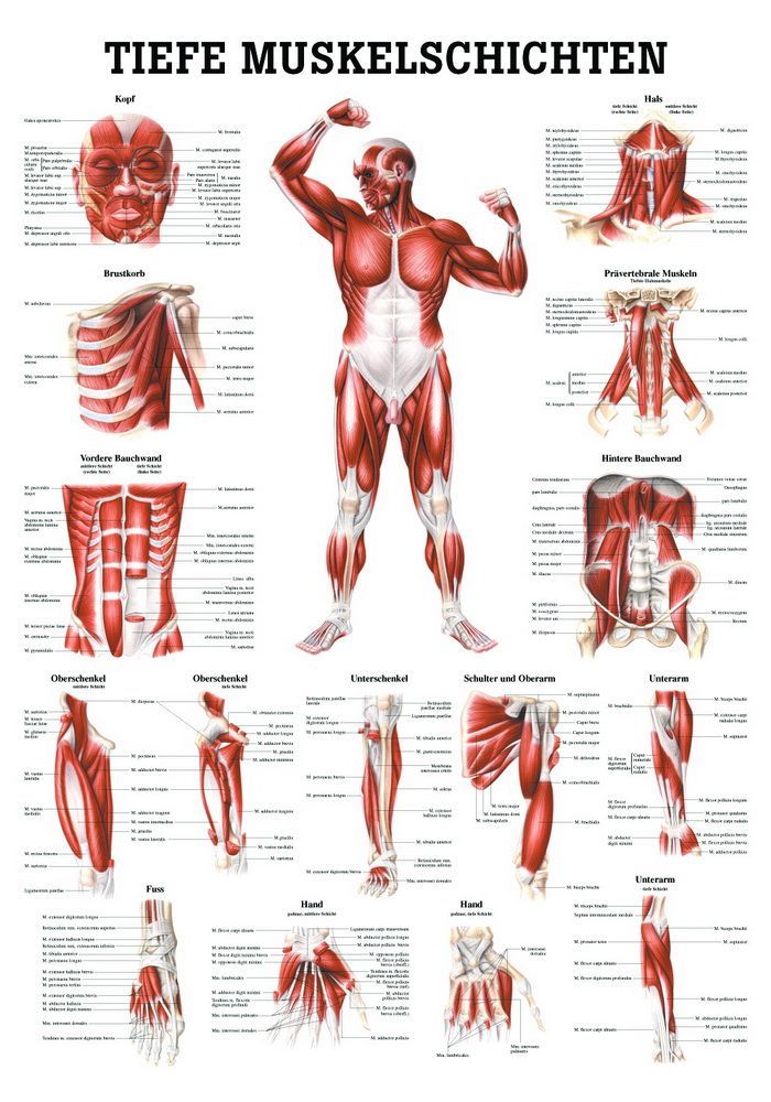 Tiefe Muskelschichten, Vorderansicht, 50x70 cm, laminiert, Bestellnummer PO36/L, Rüdiger-Anatomie