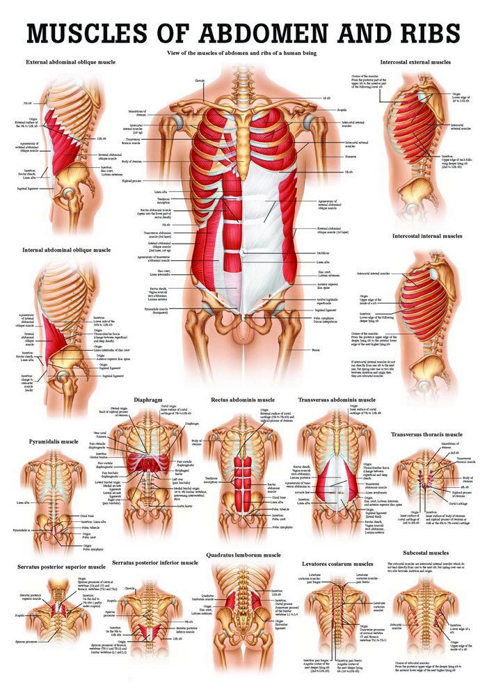 Muscular System of Abdomen and Ribs, englisch, 50x70 cm, Papier, Bestellnummer PO51/E, Rüdiger-Anatomie