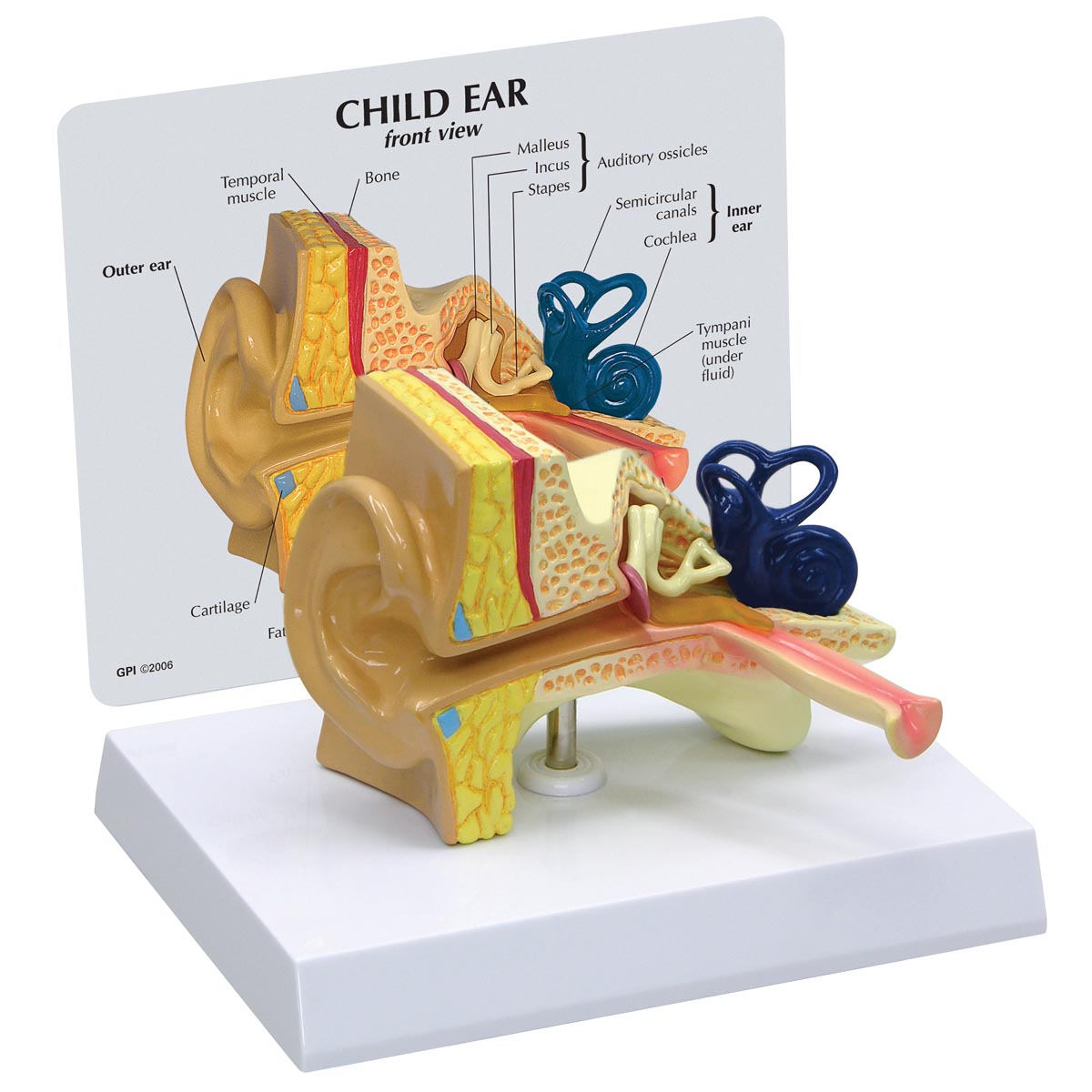 Modell eines Kinderohrs, Bestellnummer 1019528, E25, 2300, GPI Anatomicals
