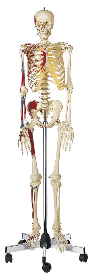 Künstliches Homo-Skelett, Bestellnummer QS 10/9, SOMSO-Modelle