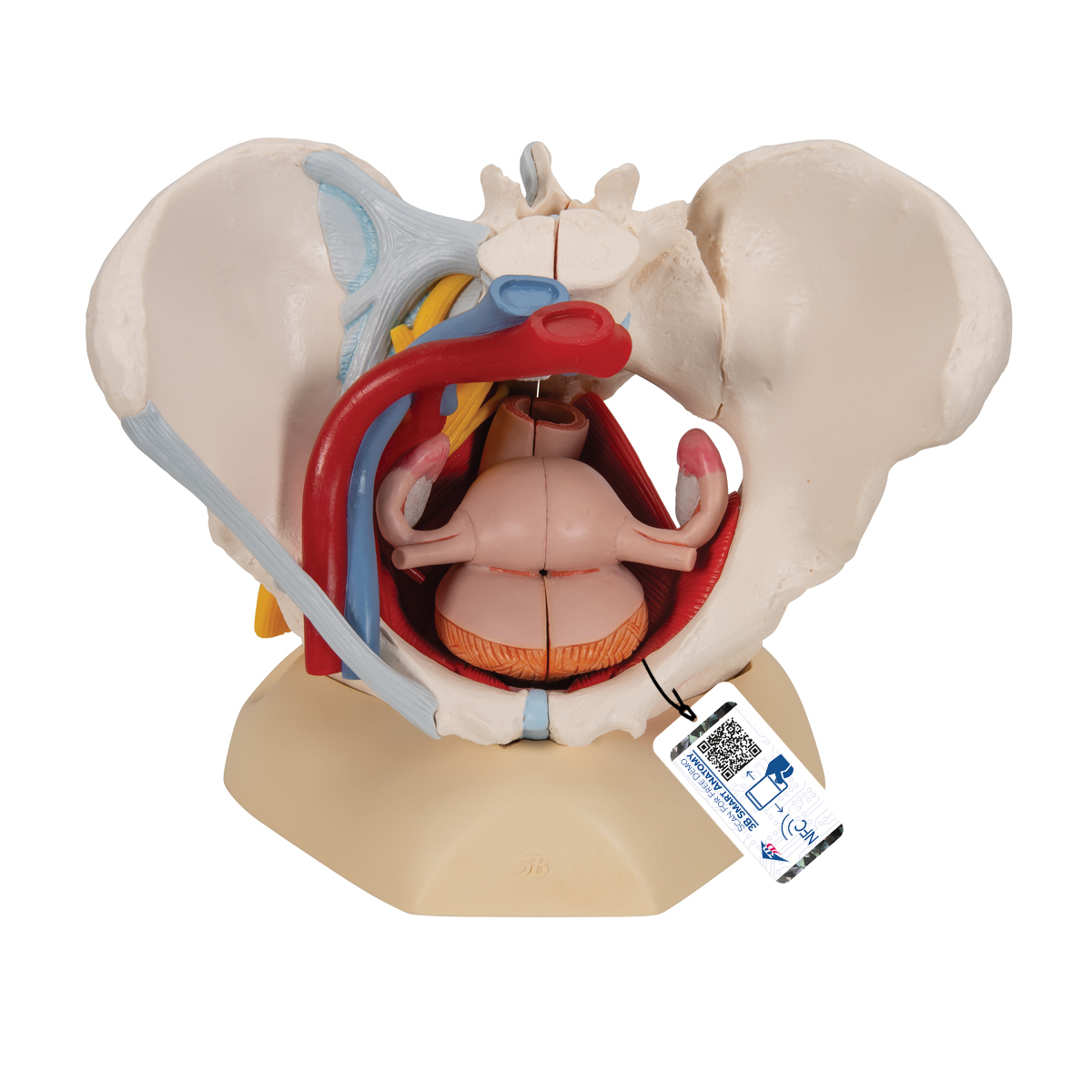 Weibliches Becken Modell mit Bändern, Gefäßen, Nerven, Beckenboden & Organen, 6-teilig - 3B Smart Anatomy, Bestellnummer 1000288, H20/4, 3B Scientific