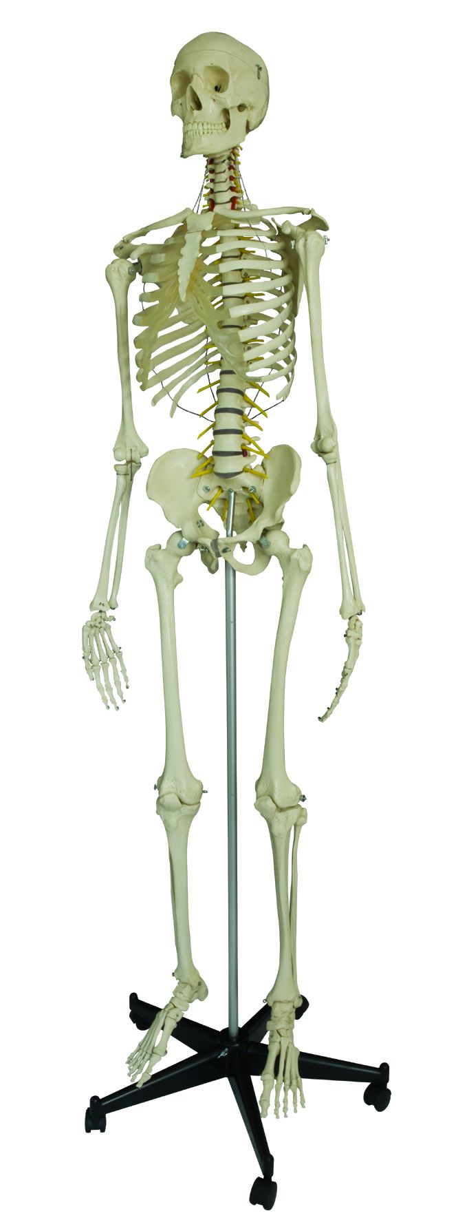 Homo-Skelett, flexibel, schwer, Bestellnummer A200.2, Rüdiger-Anatomie